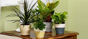 Plants