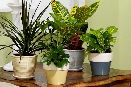 four houseplants on a wooden table