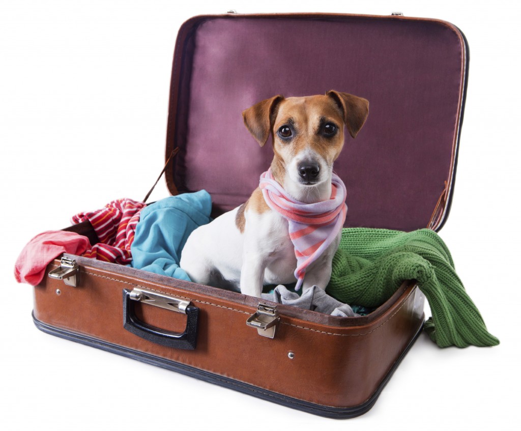 Moving Your Pets Internationally Wheaton