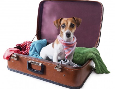 Dog in suitcase