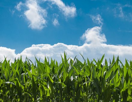 cornfield