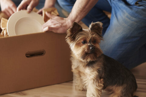 small dog standing in front of moving box