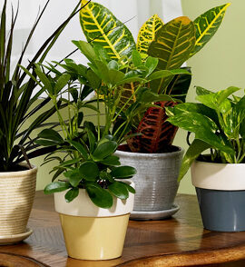 four houseplants on a wooden table