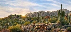 Scottsdale desert with various cacti
