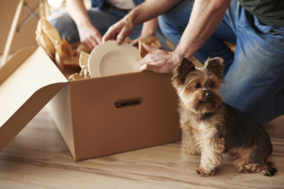 small dog standing in front of moving box