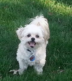 white dog on lawn