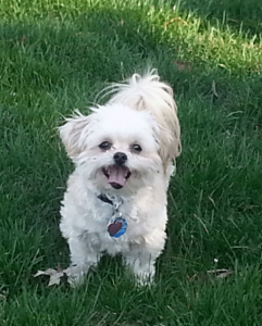 white dog on lawn