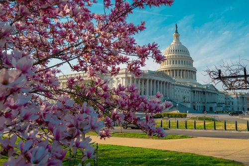 Washington, D.C. with cherry blossoms in front of the U.S. Capitol.